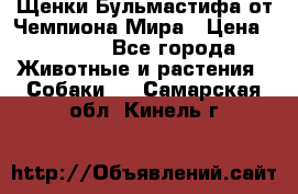Щенки Бульмастифа от Чемпиона Мира › Цена ­ 1 000 - Все города Животные и растения » Собаки   . Самарская обл.,Кинель г.